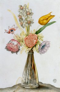 イソギンチャク、スイセン、トゥピルの入ったガラスの花瓶 作： Giovanna Garzoni